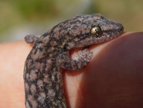 Image of Afrogecko