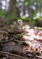 Image of Chimaphila japonica Miq.