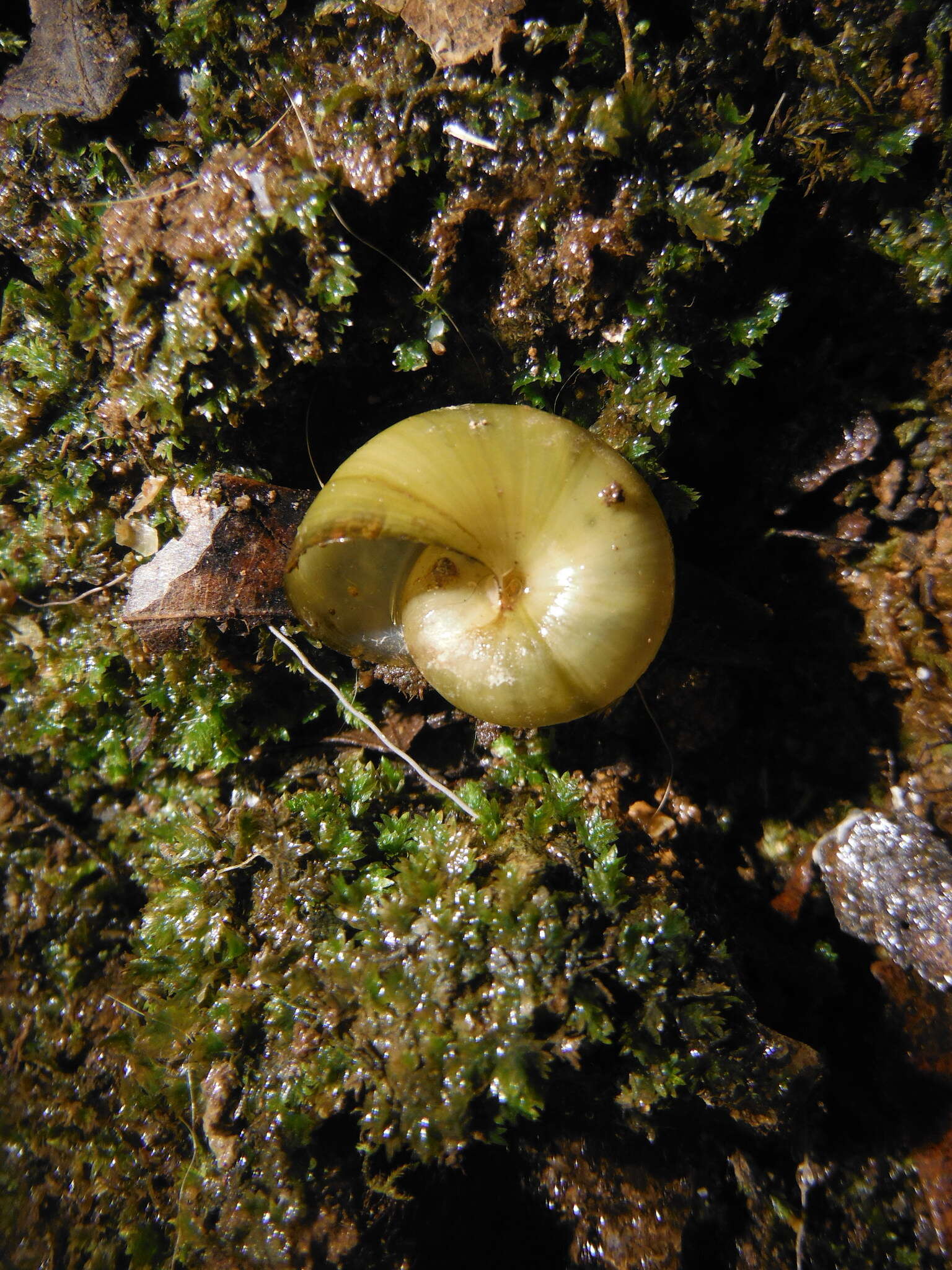 Image of Mesomphix vulgatus H. B. Baker 1933