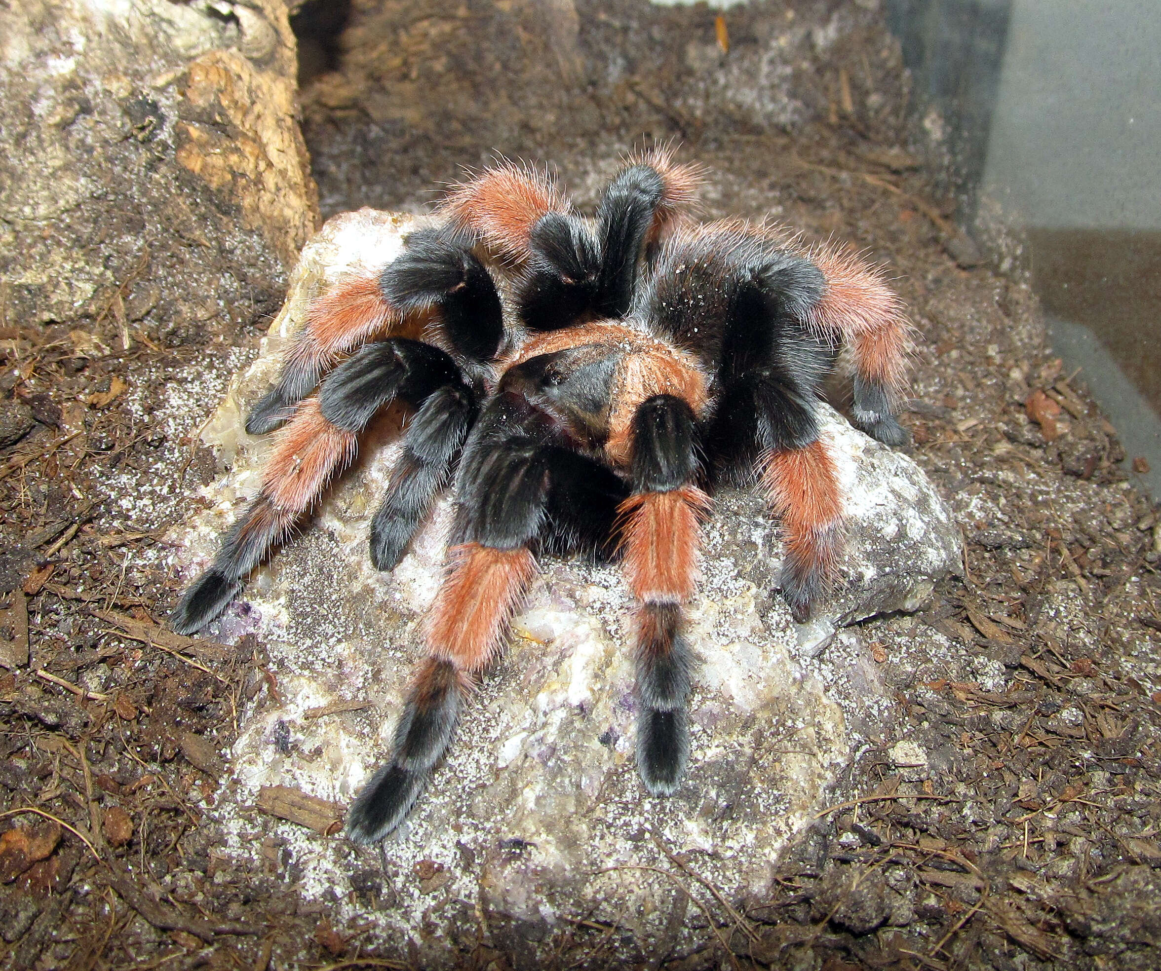 Image of Mexican redleg tarantula