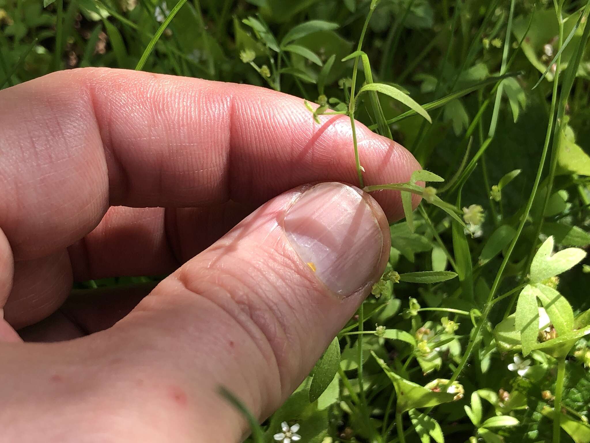 Image of delicate buttercup