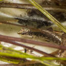 Plancia ëd Etheostoma okaloosae (Fowler 1941)