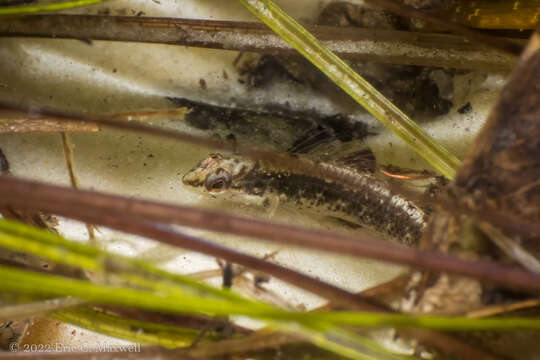 Image de Etheostoma okaloosae (Fowler 1941)