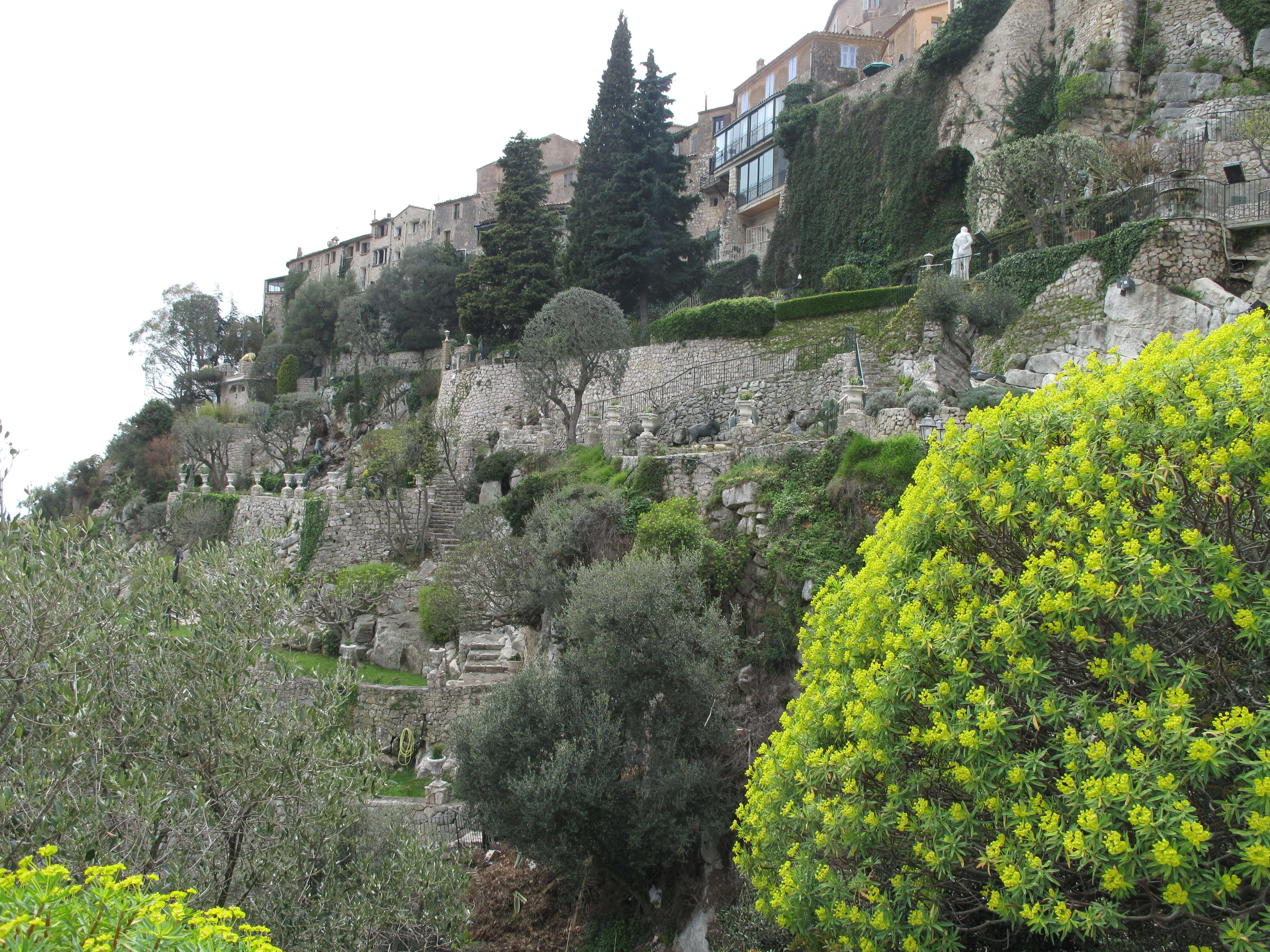 Image of Albanian spurge