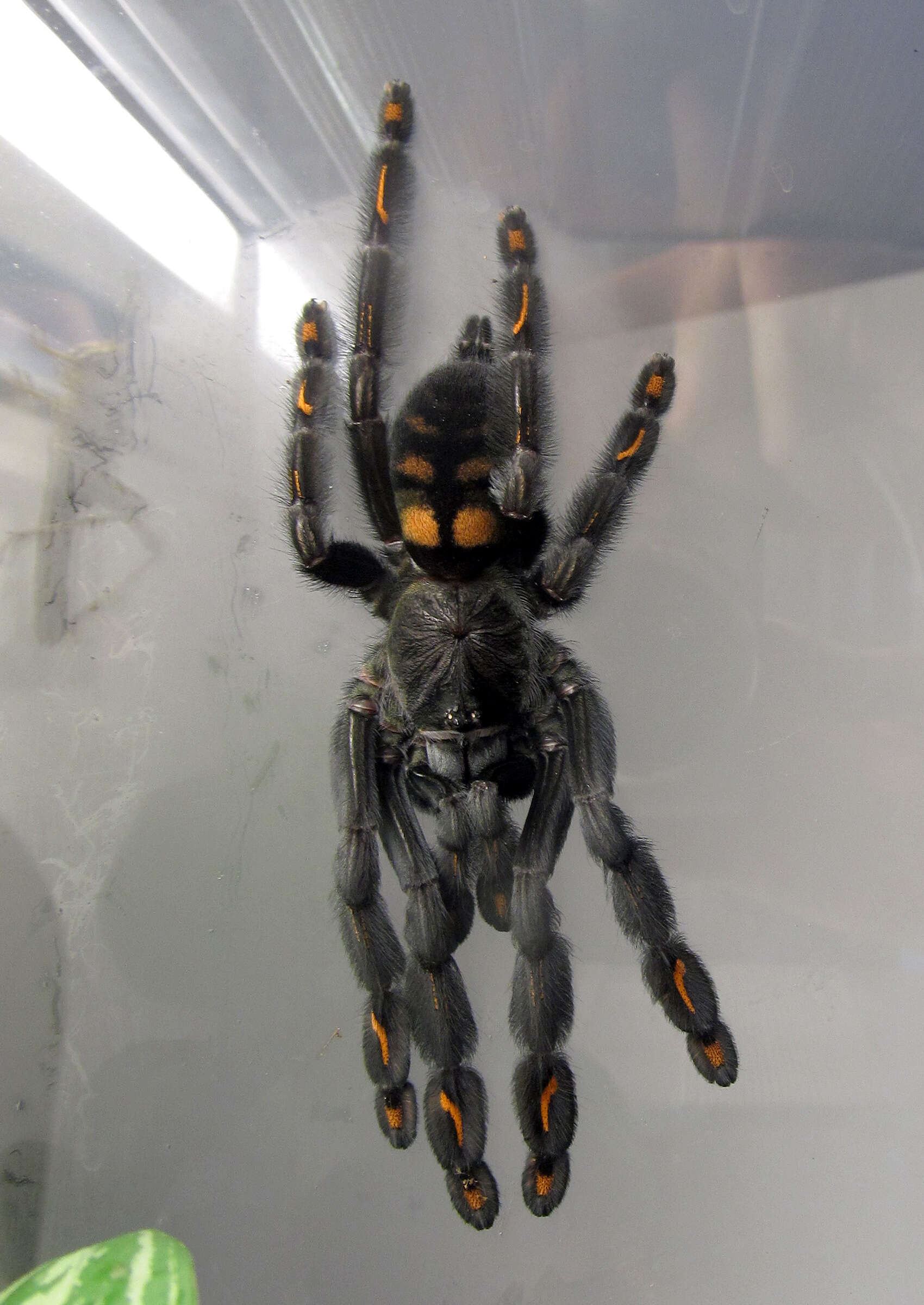 Image de Psalmopoeus irminia Saager 1994