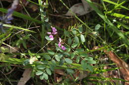 Image de Indigofera australis Willd.