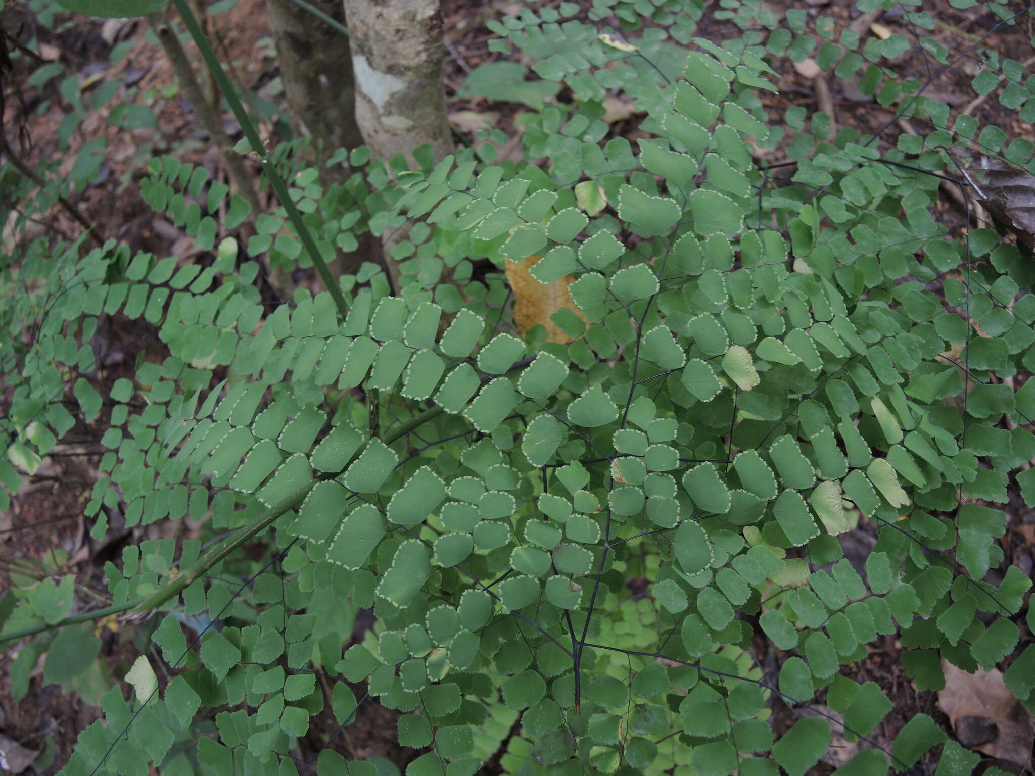 Adiantum amplum C. Presl的圖片