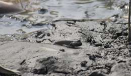 Image of Pearse's mudskipper