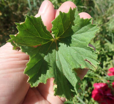 Image of regal pelargonium