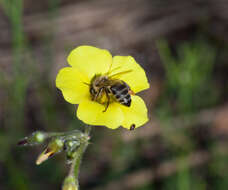 Image de Apis mellifera capensis