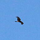 Image of Square-tailed Kite