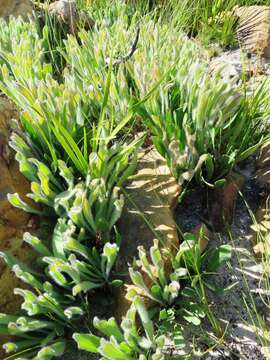 Imagem de Protea scabra R. Br.