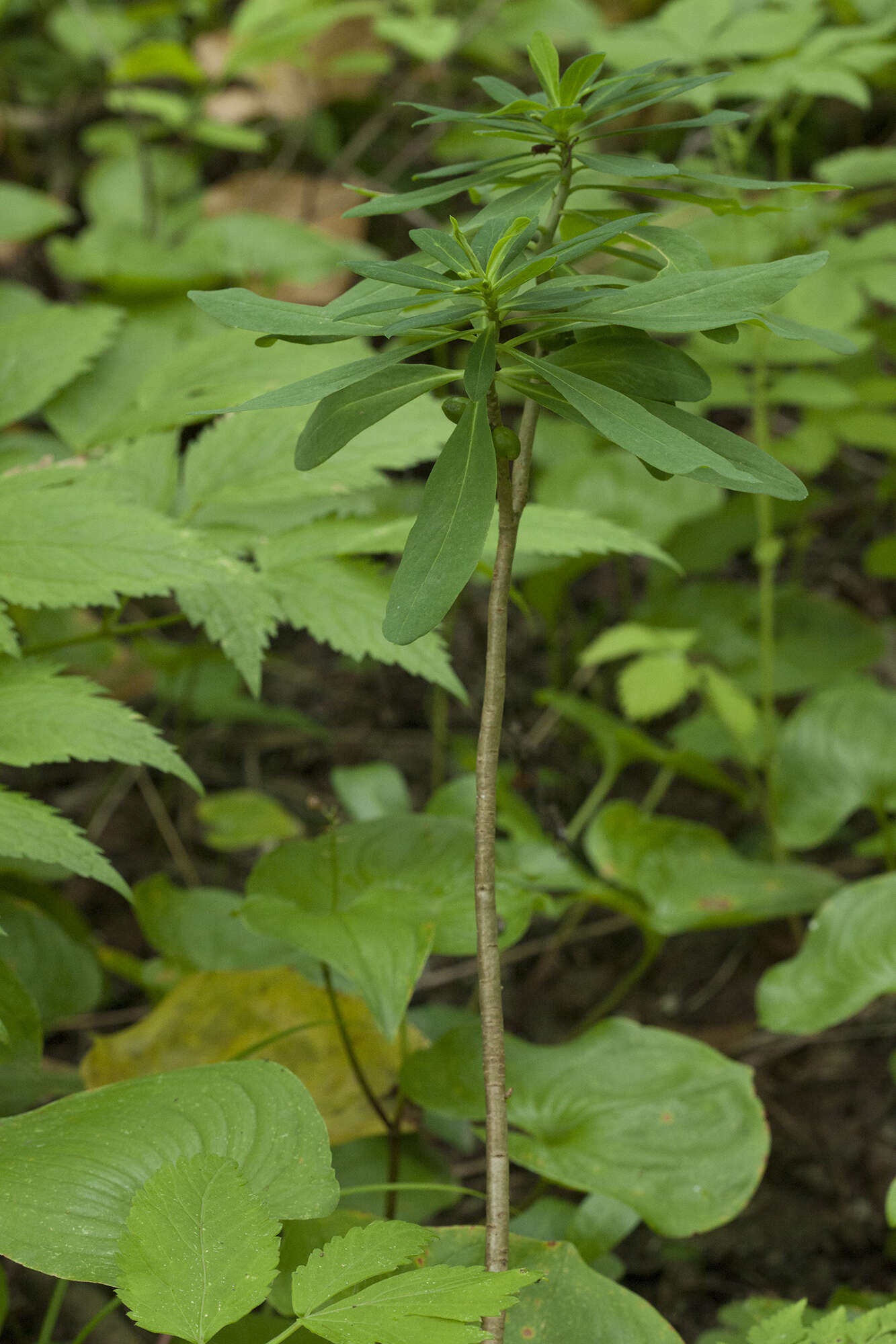 Imagem de Daphne jezoensis Maxim.