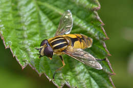 Image of Helophilus hybridus Loew 1846