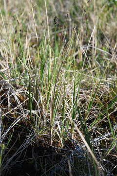 Image de Carex holostoma Drejer