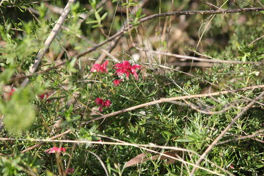 Image of Grevillea lavandulacea Schltdl.