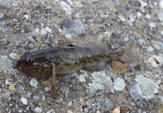 صورة Neogobius