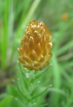 Image of Helichrysum argyrolepis Mac Owan