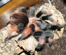 Image of Mexican redleg tarantula