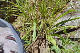 Image de Ceropegia rubella (E. Mey.) Bruyns