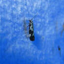 صورة <i>Ethmia quadrillella</i>