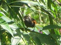 Image of Slaty Spinetail