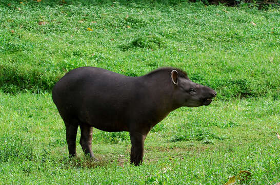 Image of Brazilian Tapir