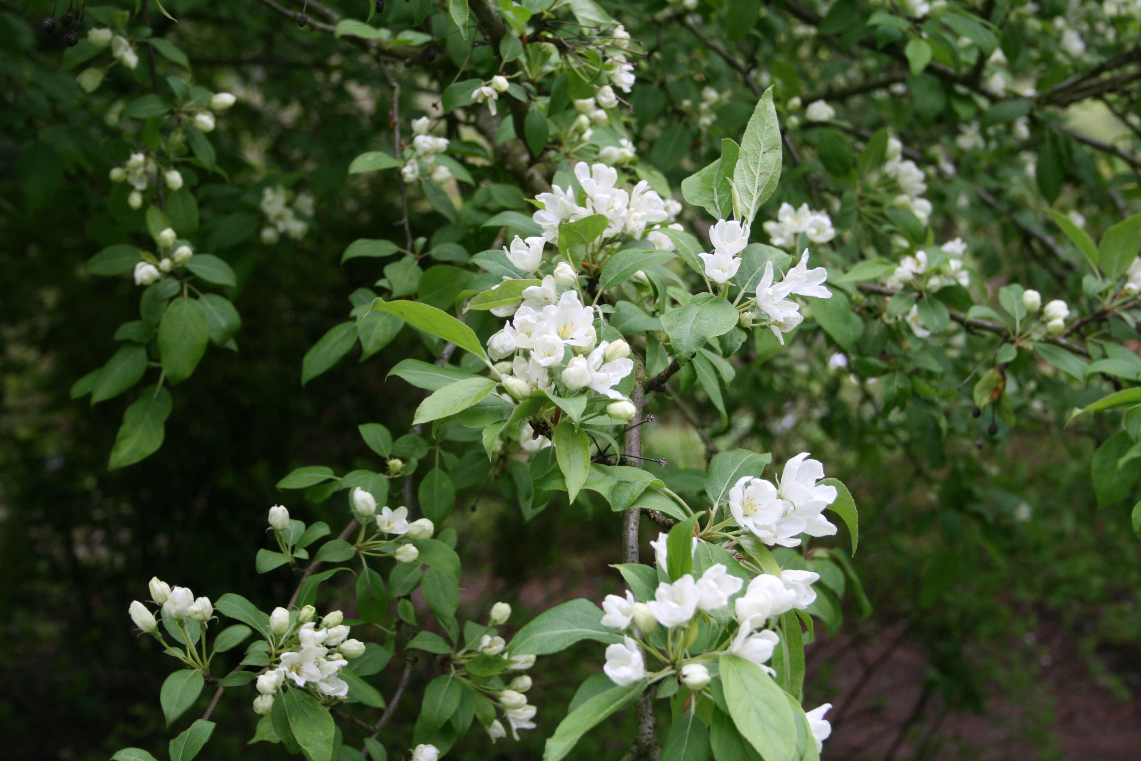 Imagem de Malus baccata (L.) Borkh.