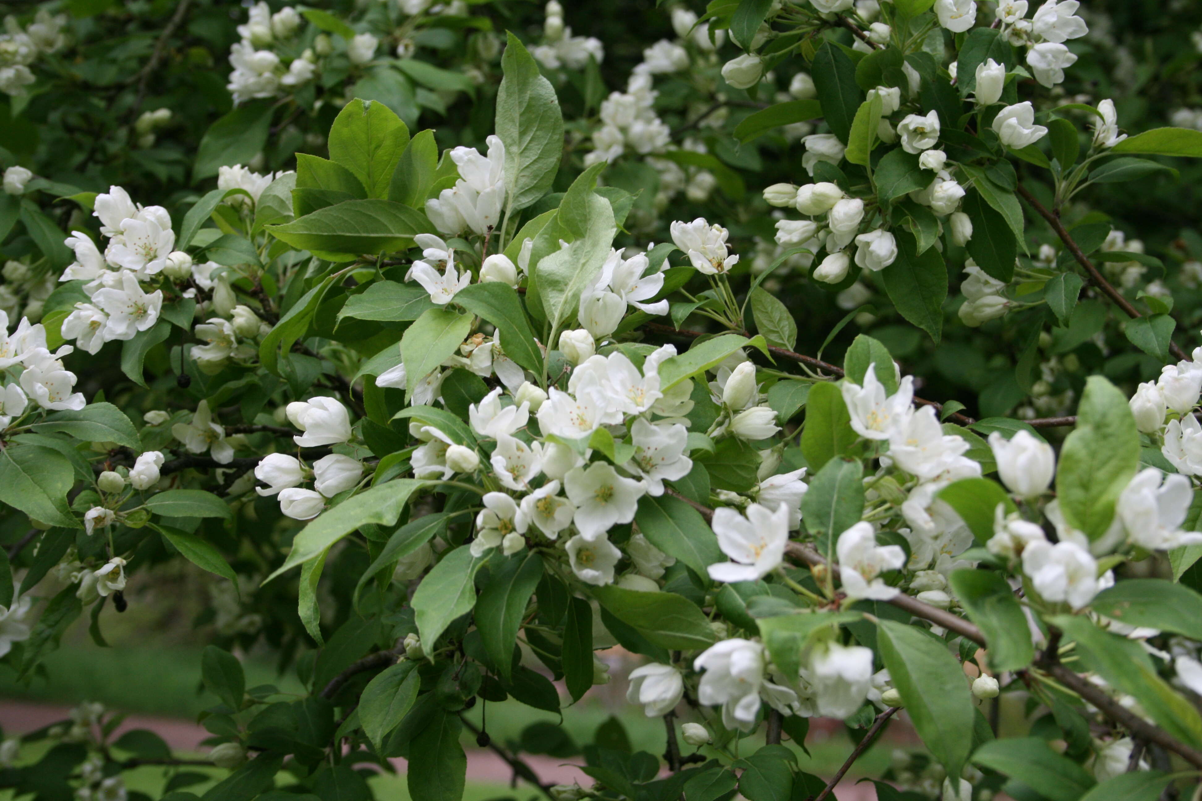 Imagem de Malus baccata (L.) Borkh.