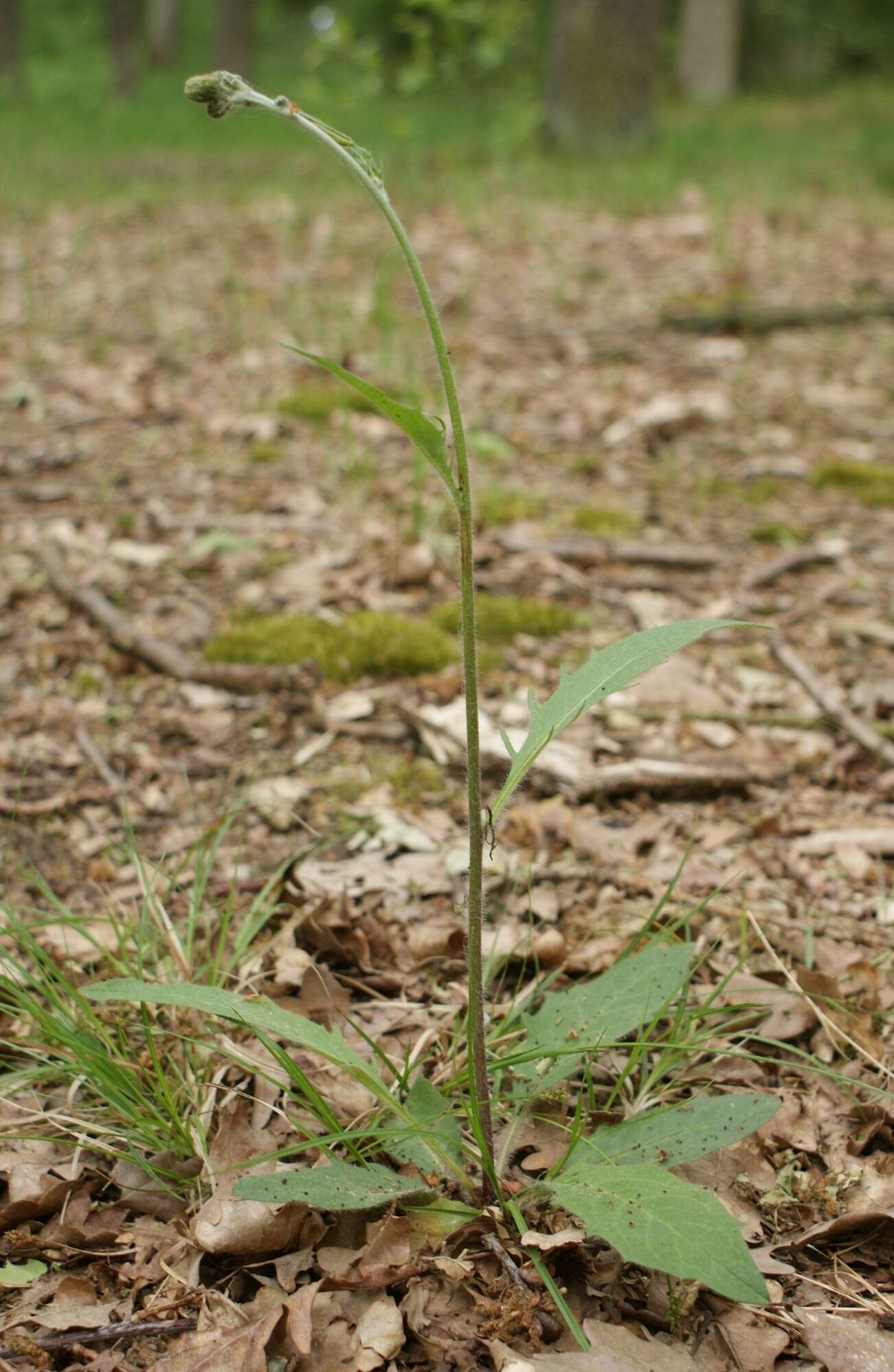 Image of common hawkweed