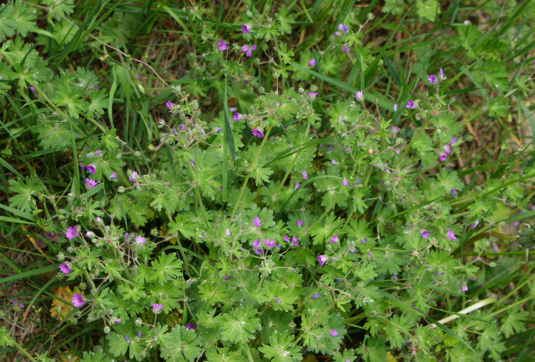 Imagem de Geranium molle L.