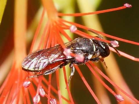 Image of Hylaeus littleri (Cockerell 1918)