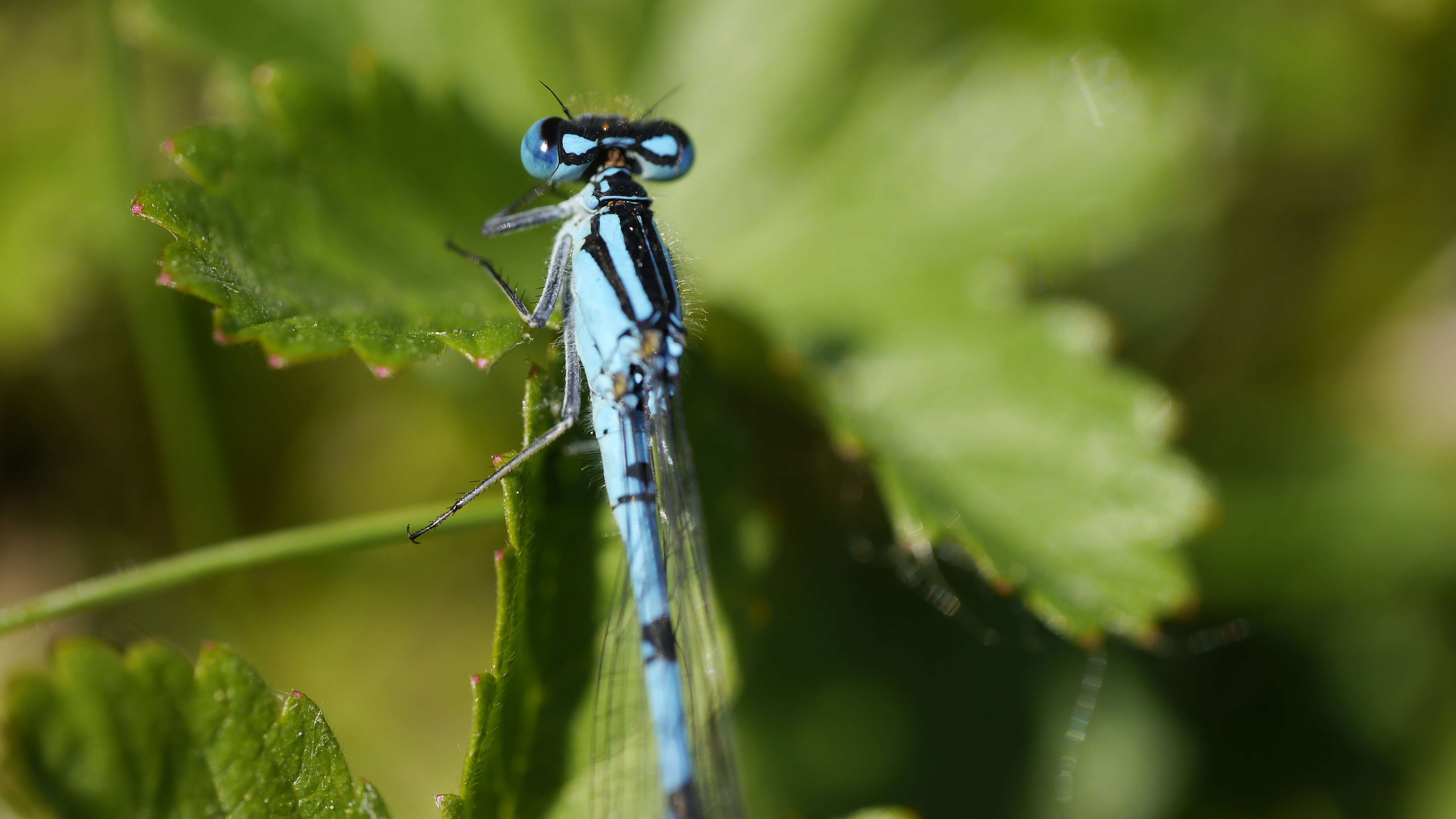 Image of Common Blue Damselfly