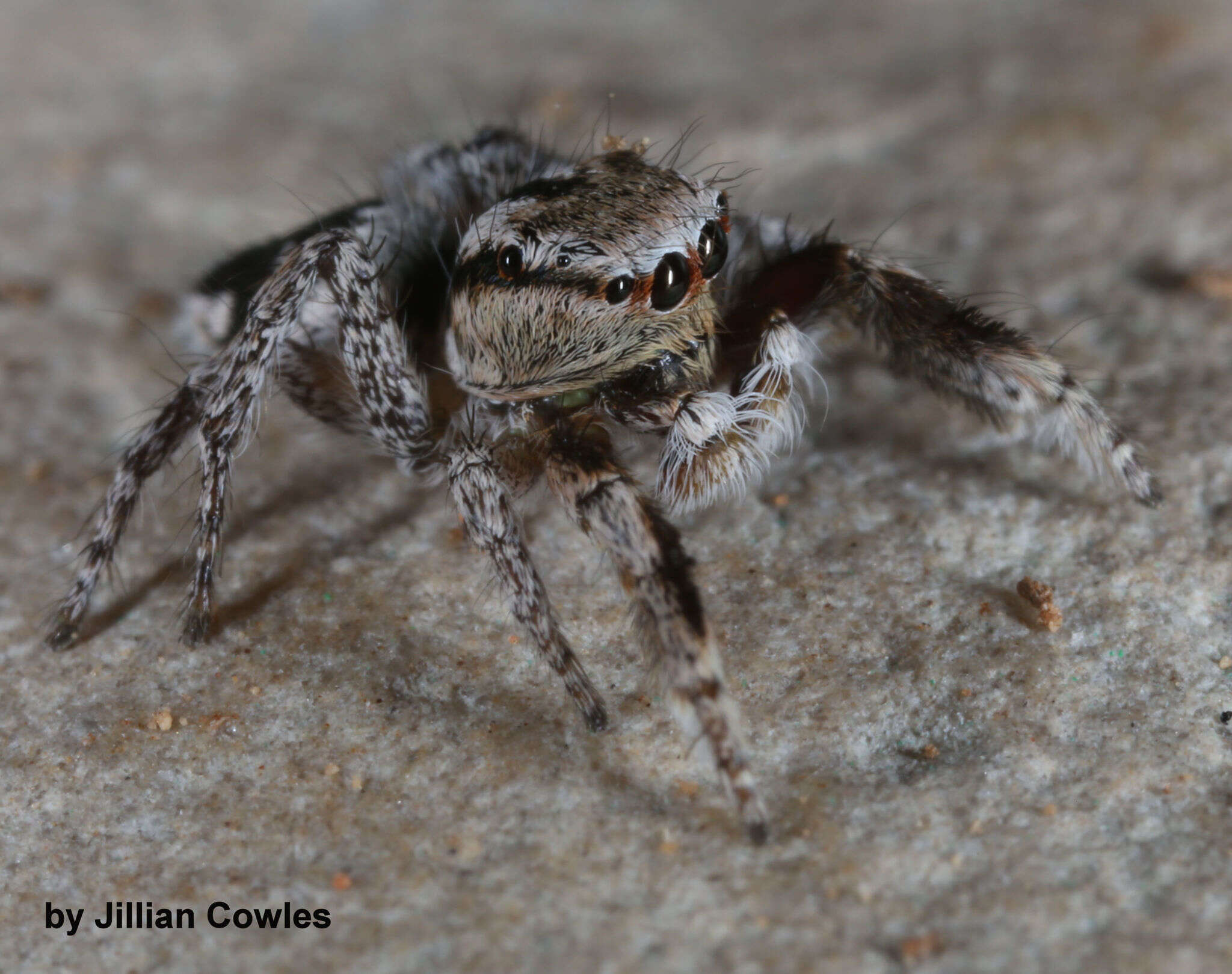 Image of Habronattus tranquillus (Peckham & Peckham 1901)