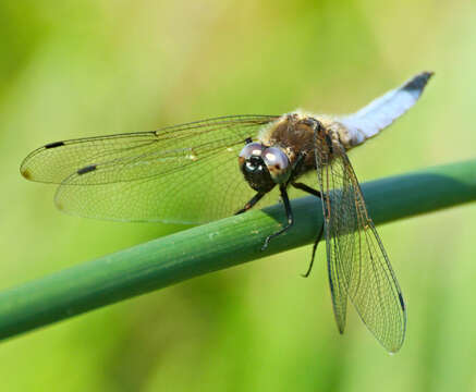 Image of Blue Chaser