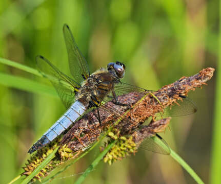 Image of Blue Chaser