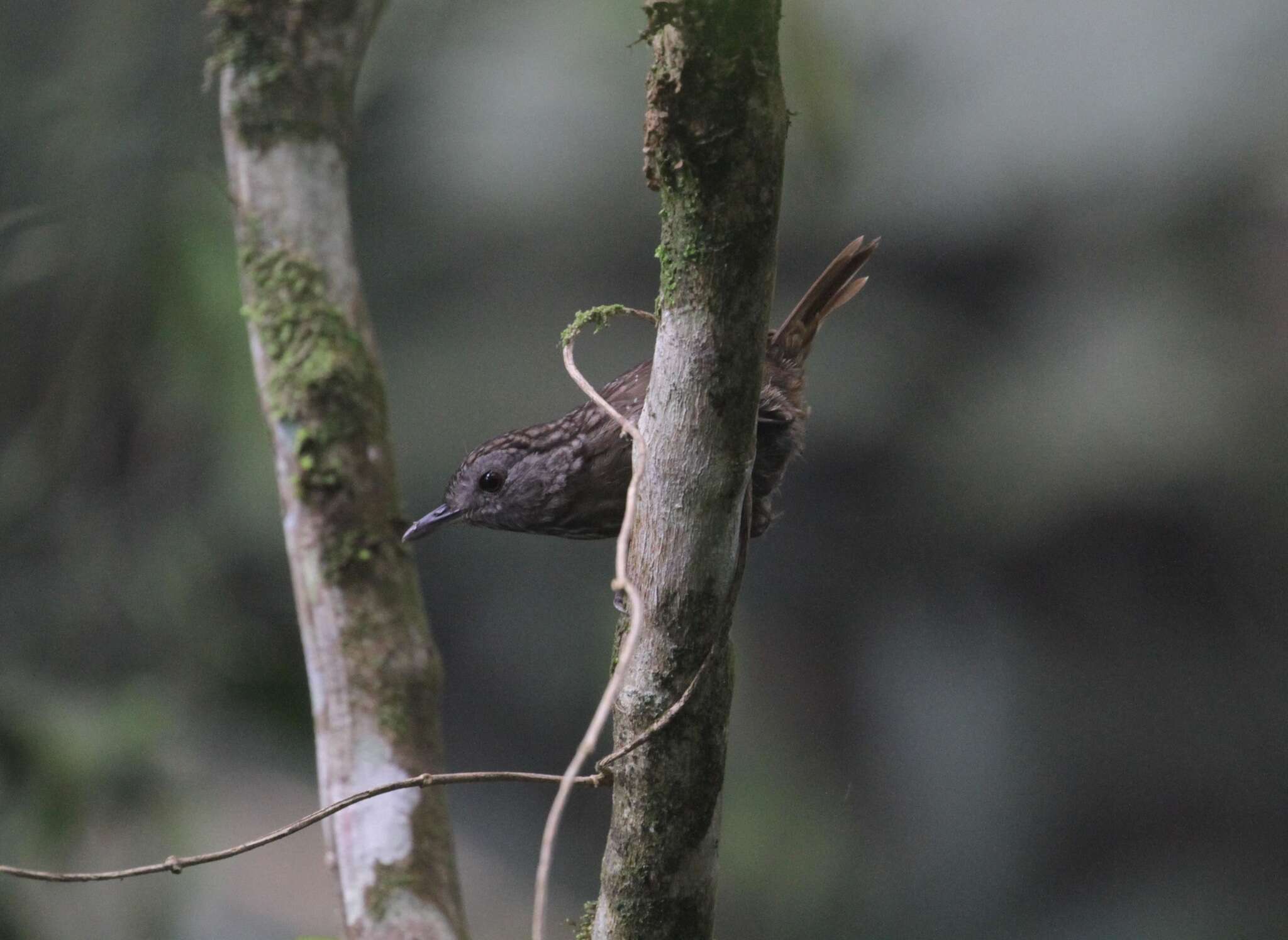 Image of Streaked Wren-Babbler