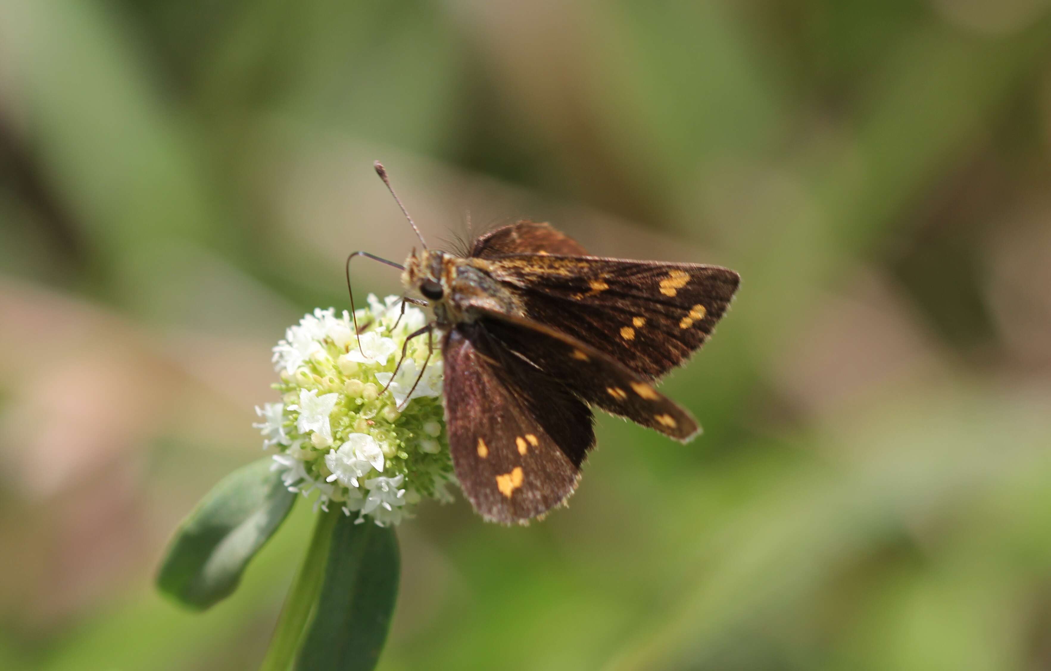 Image of Tamil grass dart