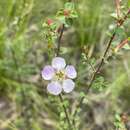 Image of Leptospermum rotundifolium (Maiden & Betche) F. A. Rodway