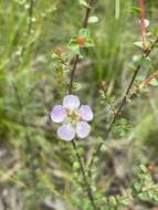 Sivun Leptospermum rotundifolium (Maiden & Betche) F. A. Rodway kuva