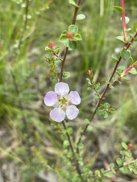 Image of Leptospermum rotundifolium (Maiden & Betche) F. A. Rodway