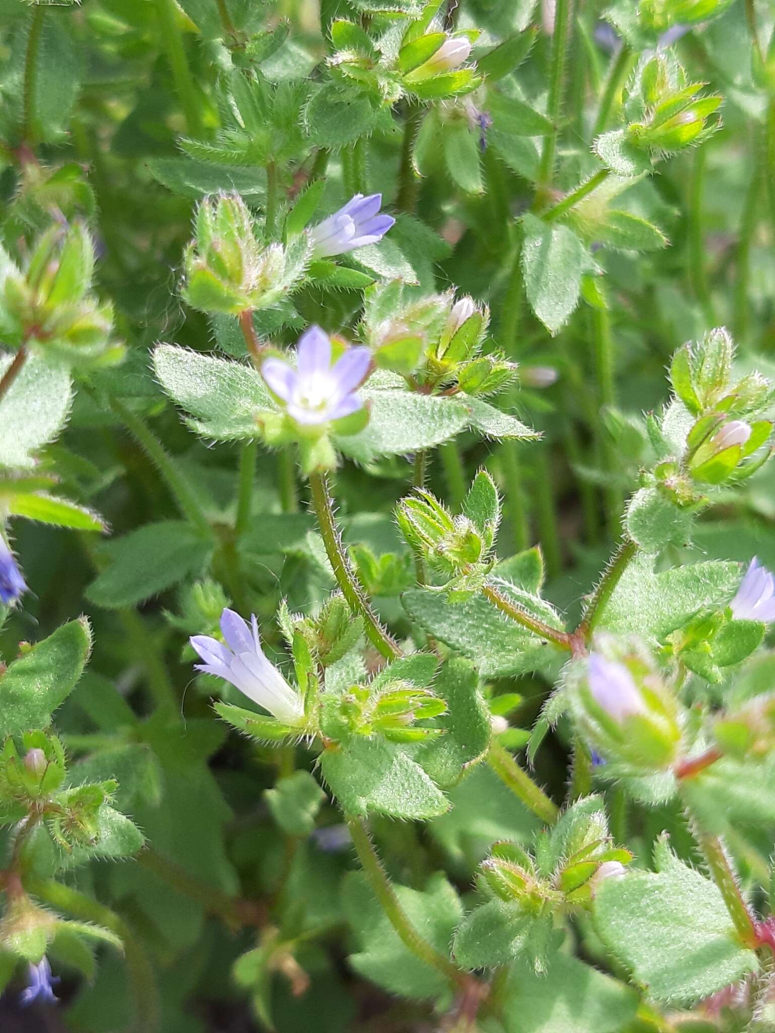 Image of Campanula erinus L.