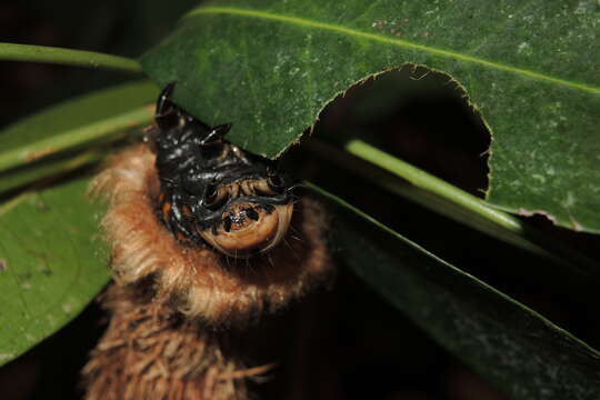 Image of Metura aristocosma (Lower 1908) Beaver 2020