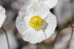 Imagem de Papaver alpinum L.