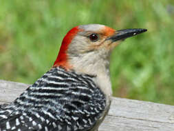 Image of Red-bellied Woodpecker