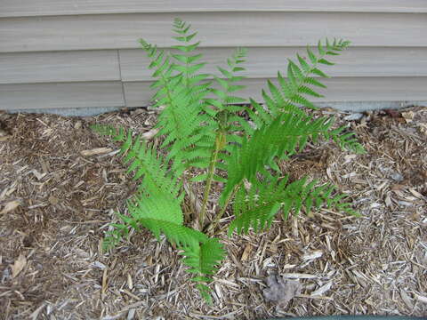 Image of Osmundastrum cinnamomeum Presl