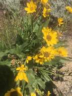 Image of Carey's balsamroot