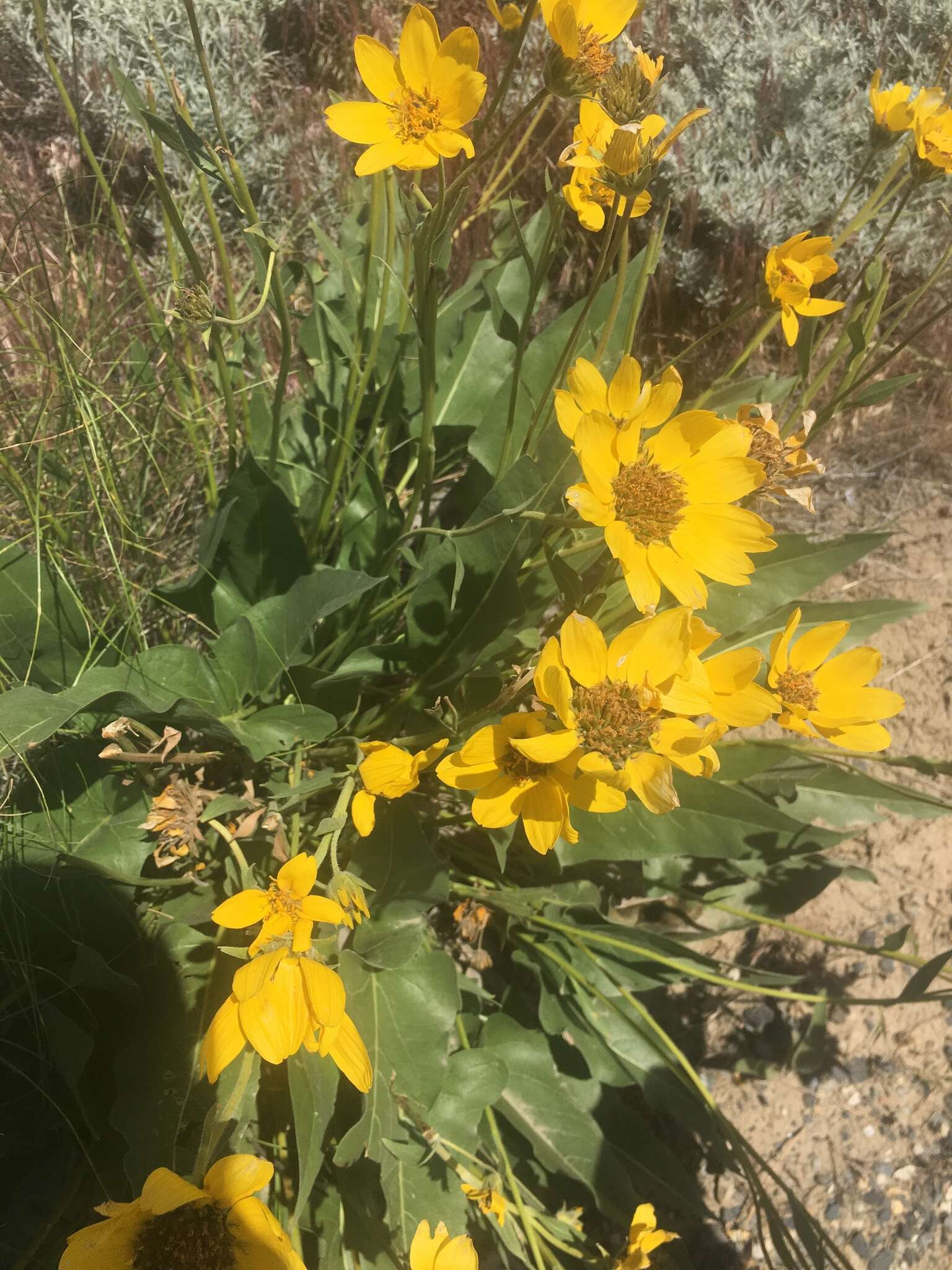 Image of Carey's balsamroot