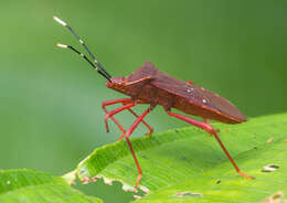 Image of Leptoscelis quadrisignatus (Distant 1881)