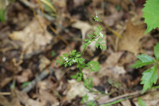 Image of spreading chervil